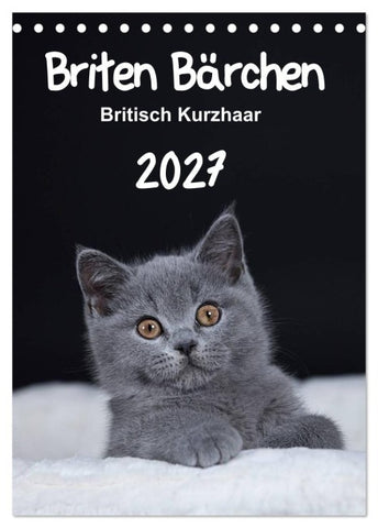 Briten Bärchen – Britisch Kurzhaar 2027 (Tischkalender 2027 DIN A5 hoch), CALVENDO Monatskalender