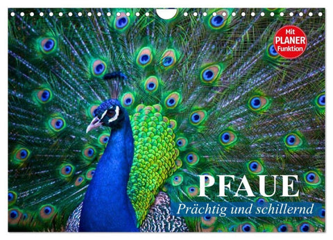 Pfaue. Prächtig und schillernd (Wandkalender 2027 DIN A4 quer), CALVENDO Monatskalender