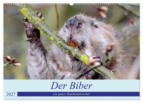 Der Biber, ein guter Bauhandwerker (Wandkalender 2027 DIN A2 quer), CALVENDO Monatskalender