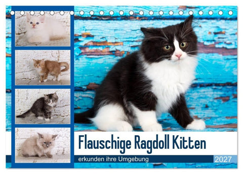 Flauschige Ragdoll Kitten (Tischkalender 2027 DIN A5 quer), CALVENDO Monatskalender