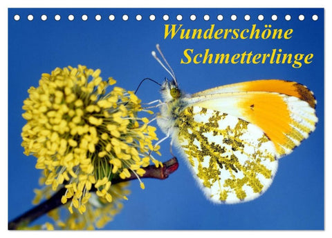 Wunderschöne Schmetterlinge (Tischkalender 2026 DIN A5 quer), CALVENDO Monatskalender