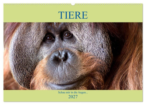 Tiere Schau mir in die Augen (Wandkalender 2027 DIN A2 quer), CALVENDO Monatskalender