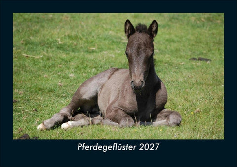 Pferdegeflüster 2027 Fotokalender DIN A5