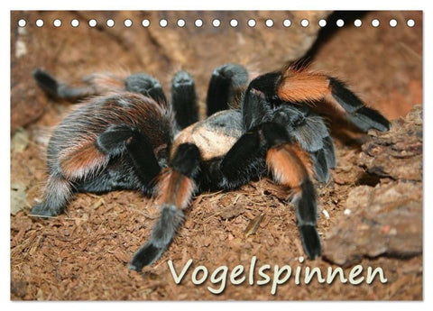 Vogelspinnen (Tischkalender 2027 DIN A5 quer), CALVENDO Monatskalender