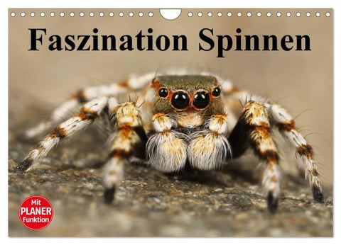 Faszination Spinnen (Wandkalender 2026 DIN A4 quer), CALVENDO Monatskalender