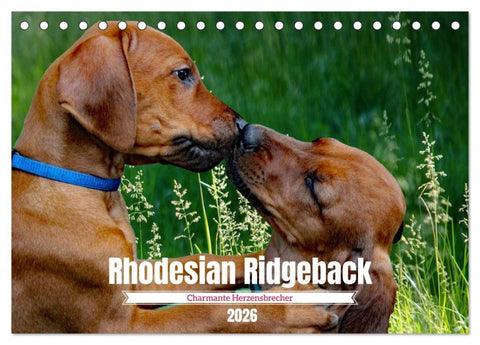 Rhodesian Ridgeback, Charmante Herzensbrecher (Tischkalender 2026 DIN A5 quer), CALVENDO Monatskalender