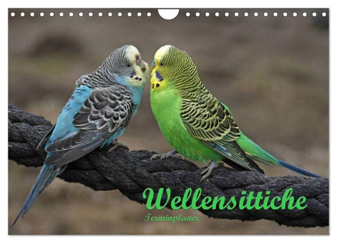 Terminplaner Wellensittiche (Wandkalender 2027 DIN A4 quer), CALVENDO Monatskalender