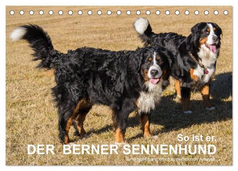 So ist er. Der Berner Sennenhund (Tischkalender 2027 DIN A5 quer), CALVENDO Monatskalender