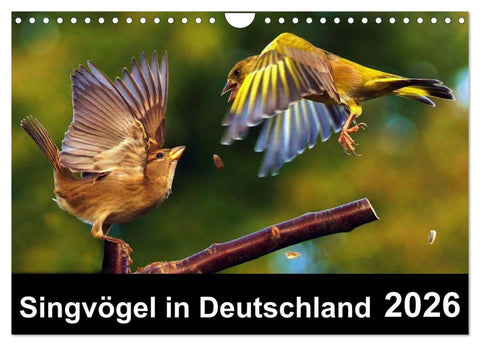 Singvögel in Deutschland (Wandkalender 2026 DIN A4 quer), CALVENDO Monatskalender