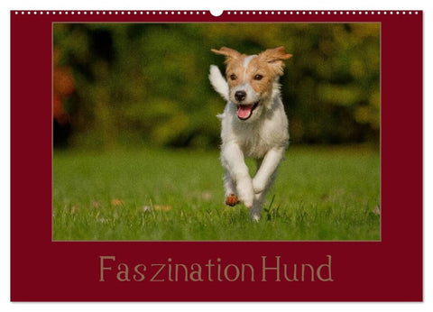 Faszination Hund (Wandkalender 2026 DIN A2 quer), CALVENDO Monatskalender