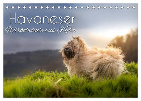 Havaneser - Wirbelwinde aus Kuba (Tischkalender 2027 DIN A5 quer), CALVENDO Monatskalender