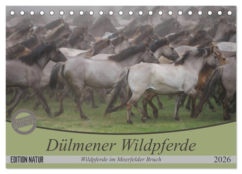 Dülmener Wildpferde - Wildpferde im Meerfelder Bruch (Tischkalender 2026 DIN A5 quer), CALVENDO Monatskalender