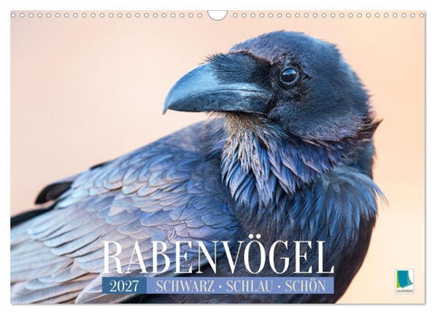 Rabenvögel: Schwarz, schlau, schön (Wandkalender 2027 DIN A3 quer), CALVENDO Monatskalender
