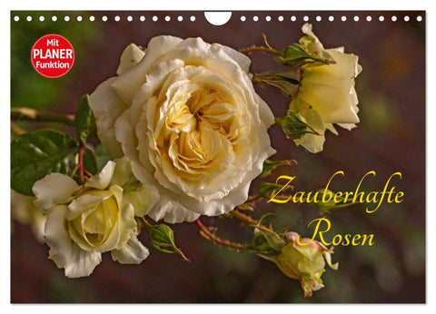 Zauberhafte Rosen (Wandkalender 2026 DIN A4 quer), CALVENDO Monatskalender