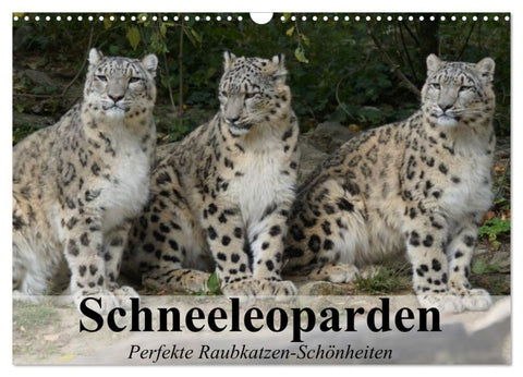 Schneeleoparden. Perfekte Raubkatzen-Schönheiten (Wandkalender 2026 DIN A3 quer), CALVENDO Monatskalender