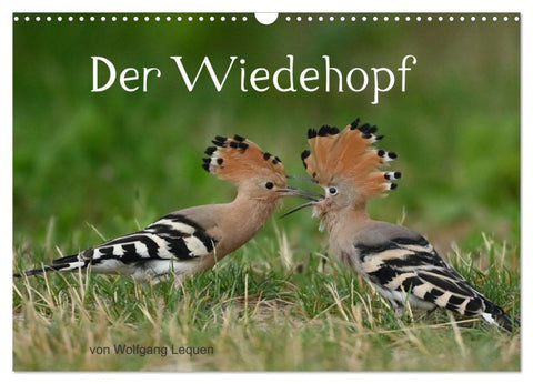 Der Wiedehopf (Wandkalender 2026 DIN A3 quer), CALVENDO Monatskalender