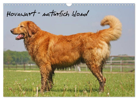 Hovawart - natürlich blond (Wandkalender 2026 DIN A3 quer), CALVENDO Monatskalender