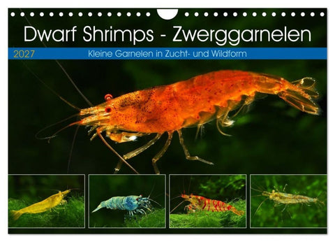 Dwarf Shrimps - Zwerggarnelen (Wandkalender 2027 DIN A4 quer), CALVENDO Monatskalender