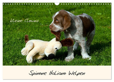 Spinone Italiano Welpen - Kleine Clowns (Wandkalender 2027 DIN A3 quer), CALVENDO Monatskalender