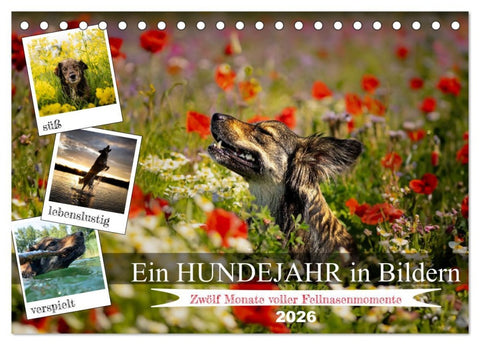 Ein Hundejahr in Bildern (Tischkalender 2026 DIN A5 quer), CALVENDO Monatskalender