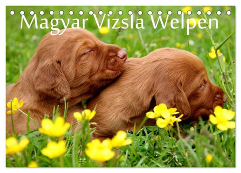 Magyar Vizsla Welpen (Tischkalender 2027 DIN A5 quer), CALVENDO Monatskalender