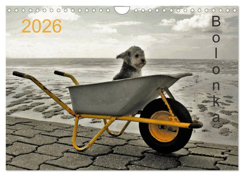 Bolonka 2026 (Wandkalender 2026 DIN A4 quer), CALVENDO Monatskalender