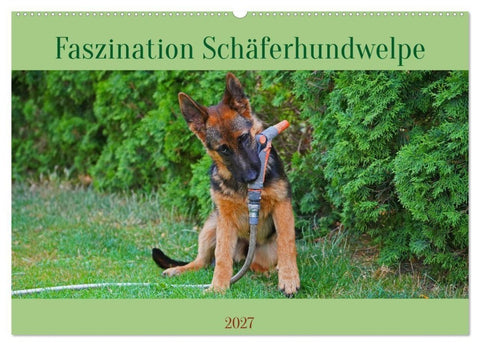 Faszination Schäferhundwelpe (Wandkalender 2027 DIN A2 quer), CALVENDO Monatskalender