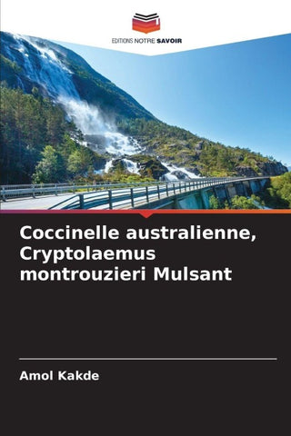 Coccinelle australienne, Cryptolaemus montrouzieri Mulsant