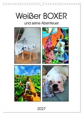 Weißer BOXER (Wandkalender 2027 DIN A3 hoch), CALVENDO Monatskalender