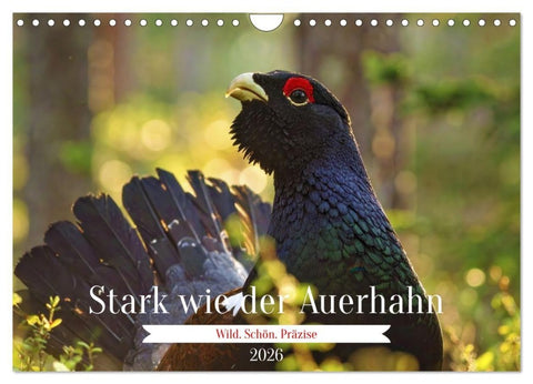 Stark wie der Auerhahn (Wandkalender 2026 DIN A4 quer), CALVENDO Monatskalender