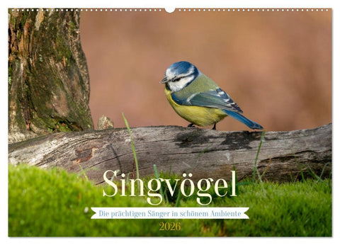 SINGVÖGEL - Die prächtigen Sänger in schönem Ambiente (Wandkalender 2026 DIN A2 quer), CALVENDO Monatskalender