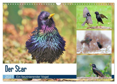 Der Star (Wandkalender 2027 DIN A3 quer), CALVENDO Monatskalender