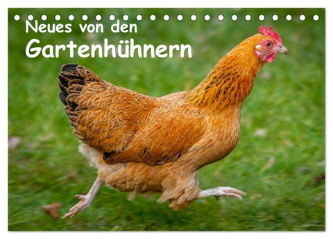 Neues von den Gartenhühnern (Tischkalender 2027 DIN A5 quer), CALVENDO Monatskalender