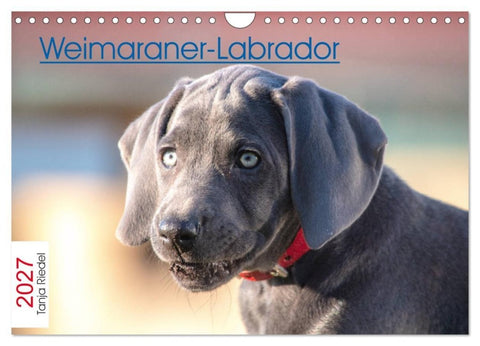 Weimaraner-Labrador (Wandkalender 2027 DIN A4 quer), CALVENDO Monatskalender