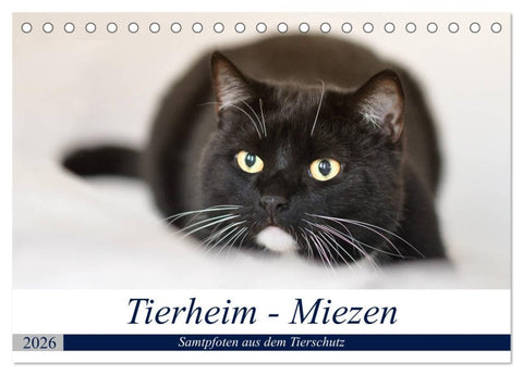 Tierheim - Miezen (Tischkalender 2026 DIN A5 quer), CALVENDO Monatskalender