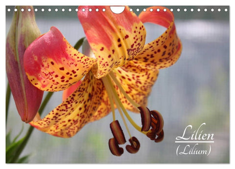 Lilien (Lilium) (Wandkalender 2026 DIN A4 quer), CALVENDO Monatskalender