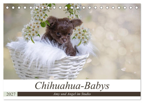 Chihuahua-Babys - Amy und Angel im Studio (Tischkalender 2027 DIN A5 quer), CALVENDO Monatskalender