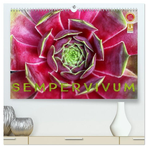 Sempervivum - Hauswurz (hochwertiger Premium Wandkalender 2027 DIN A2 quer), Kunstdruck in Hochglanz