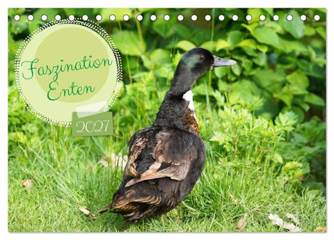 Faszination Enten (Tischkalender 2027 DIN A5 quer), CALVENDO Monatskalender