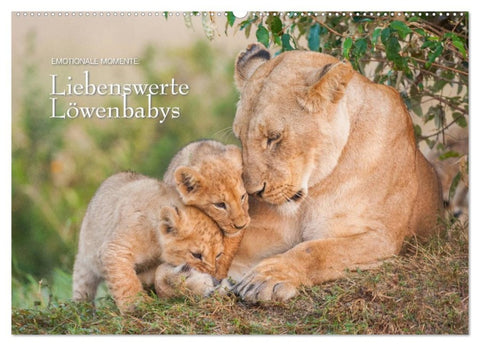 Emotionale Momente: Liebenswerte Löwenbabys / CH-Version (Wandkalender 2026 DIN A2 quer), CALVENDO Monatskalender