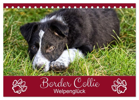 Border Collie - Welpenglück (Tischkalender 2027 DIN A5 quer), CALVENDO Monatskalender