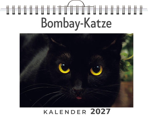 Bombay-Katze