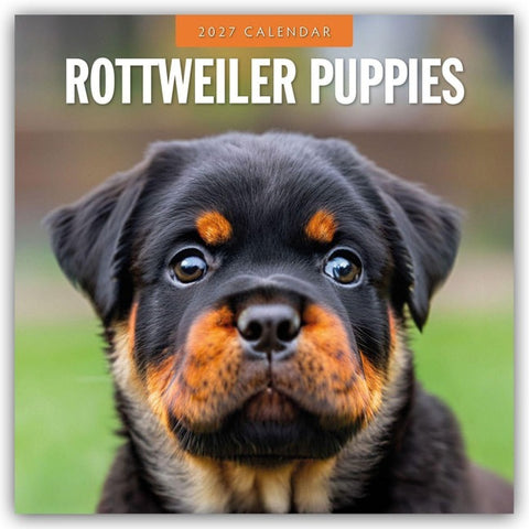 Rottweiler Puppies – Rottweiler Welpen 2027 – 16-Monatskalender