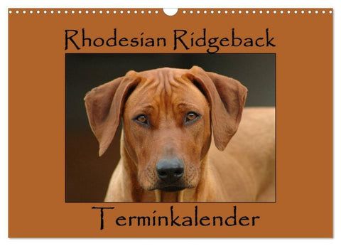 Rhodesian Ridgeback Terminkalender (Wandkalender 2027 DIN A3 quer), CALVENDO Monatskalender
