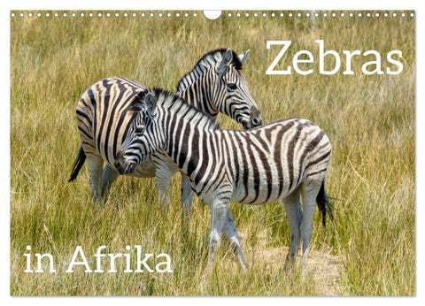 Zebras in Afrika (Wandkalender 2027 DIN A3 quer), CALVENDO Monatskalender