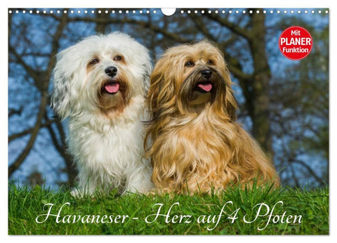 Havaneser - Herz auf 4 Pfoten (Wandkalender 2026 DIN A3 quer), CALVENDO Monatskalender