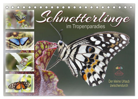 Schmetterlinge im Tropenparadies (Tischkalender 2027 DIN A5 quer), CALVENDO Monatskalender