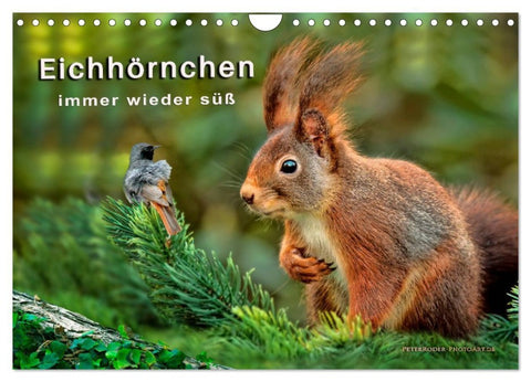 Eichhörnchen - immer wieder süß (Wandkalender 2027 DIN A4 quer), CALVENDO Monatskalender