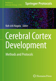 Cerebral Cortex Development