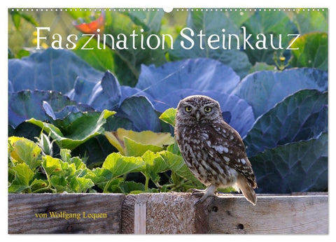 Faszination Steinkauz (Wandkalender 2027 DIN A2 quer), CALVENDO Monatskalender